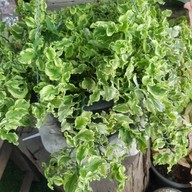 ใบมาก Coffee Park