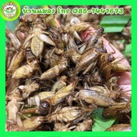 บ้านแมลงอ้อมน้อย