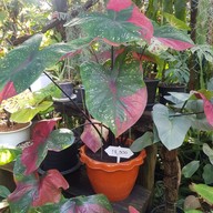 ใบมาก Coffee Park