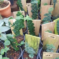 ใบมาก Coffee Park