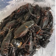 บ้านแมลงอ้อมน้อย