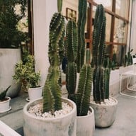 Masonia Tree & Coffee Cafe