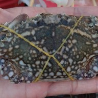 ยำ&ทอด (ยำวิกาล)