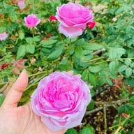 Flora Park
