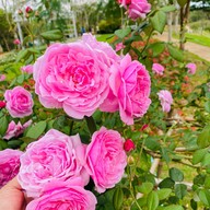 Flora Park