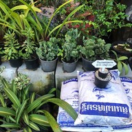 เหน็บชาคาเฟอีน