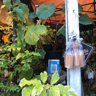 เหน็บชาคาเฟอีน