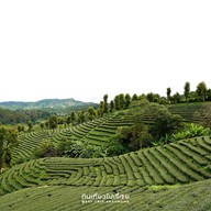 101 Tea Green View Resort