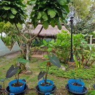 บ้านนกปลายนา โฮมสเตย์