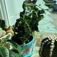 Wanna Sweet and Savoury Cafe