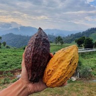 Cocoa Chocolate THAI by CocoHills