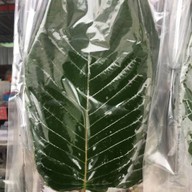 ร้านโกยุทธ ทุเรียนหัวร้อน