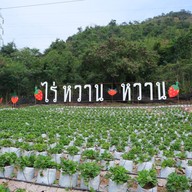 ไร่หวานหวาน