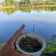 ซุ้มกุ้งเต้นหนองปึ๋ง