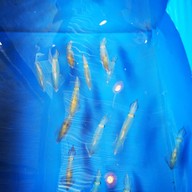 เมนูของร้าน Finlay Sashimi&bar