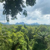 Tree Cups Phang Nga Coffee