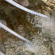 แซ่บเลียศอก กุ้งเผาหัวมันแก้ว (ใช้กุ้งเป็น) ตลาดอินดี้ปิ่นเกล้า ซอย3