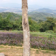 บรรยากาศ สตาร์ดอย คอฟฟี่ StarDoi Coffee