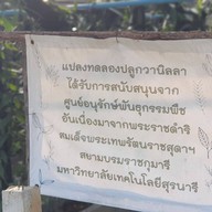 สวนแม่หม่อน ฟาร์ม แอนด์ คาเฟ่ วังน้ำเขียว
