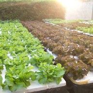 Salad rolls by leafwithyou