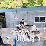 Sonata's siberian Cafe