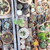 Freewill Natural Inspires