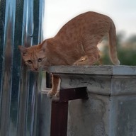 Freewill Natural Inspires