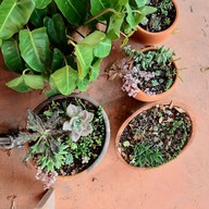 Freewill Natural Inspires