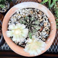 Freewill Natural Inspires