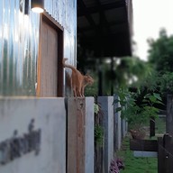 Freewill Natural Inspires