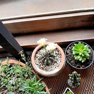 Freewill Natural Inspires