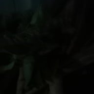 เรือนพะยอมนวดสปา&คาเฟ่ ติวานนท์