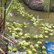 เมนูของร้าน Cocofin cafe