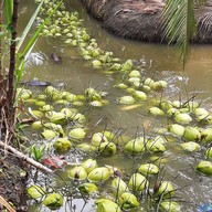 เมนูของร้าน Cocofin cafe