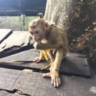 บรรยากาศ ศูนย์ฝึกลิง