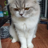 นุดแวะร้านเลาก่อน เลามี (กาแฟสด,ชานม,นมสด,ขนมปังปิ้ง,ครอฟเฟิล)