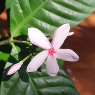 ตลาดบ้านรังนก