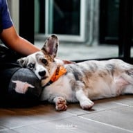 Corgi in the Garden