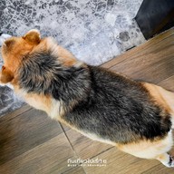 Corgi in the Garden