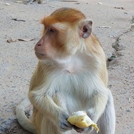 วนอุทยานโกสัมพี