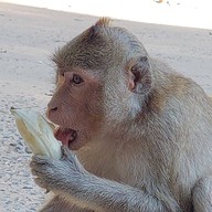 วนอุทยานโกสัมพี