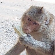 วนอุทยานโกสัมพี