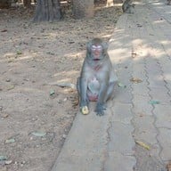 วนอุทยานโกสัมพี