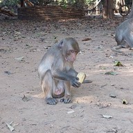 วนอุทยานโกสัมพี