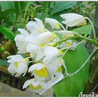 เรือนกล้วยไม้ไทย