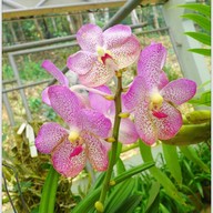 เรือนกล้วยไม้ไทย