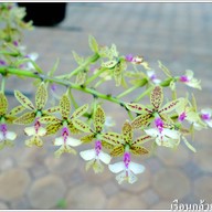 เรือนกล้วยไม้ไทย