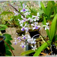 เรือนกล้วยไม้ไทย