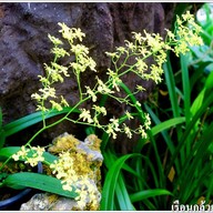 เรือนกล้วยไม้ไทย