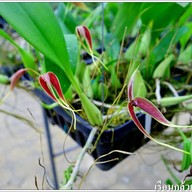 เรือนกล้วยไม้ไทย